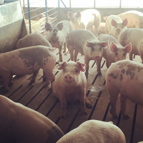 Happy little pig hanging out at the Brenneman Family Farm.