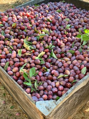 Square photo of a barrel of plums before they get dried